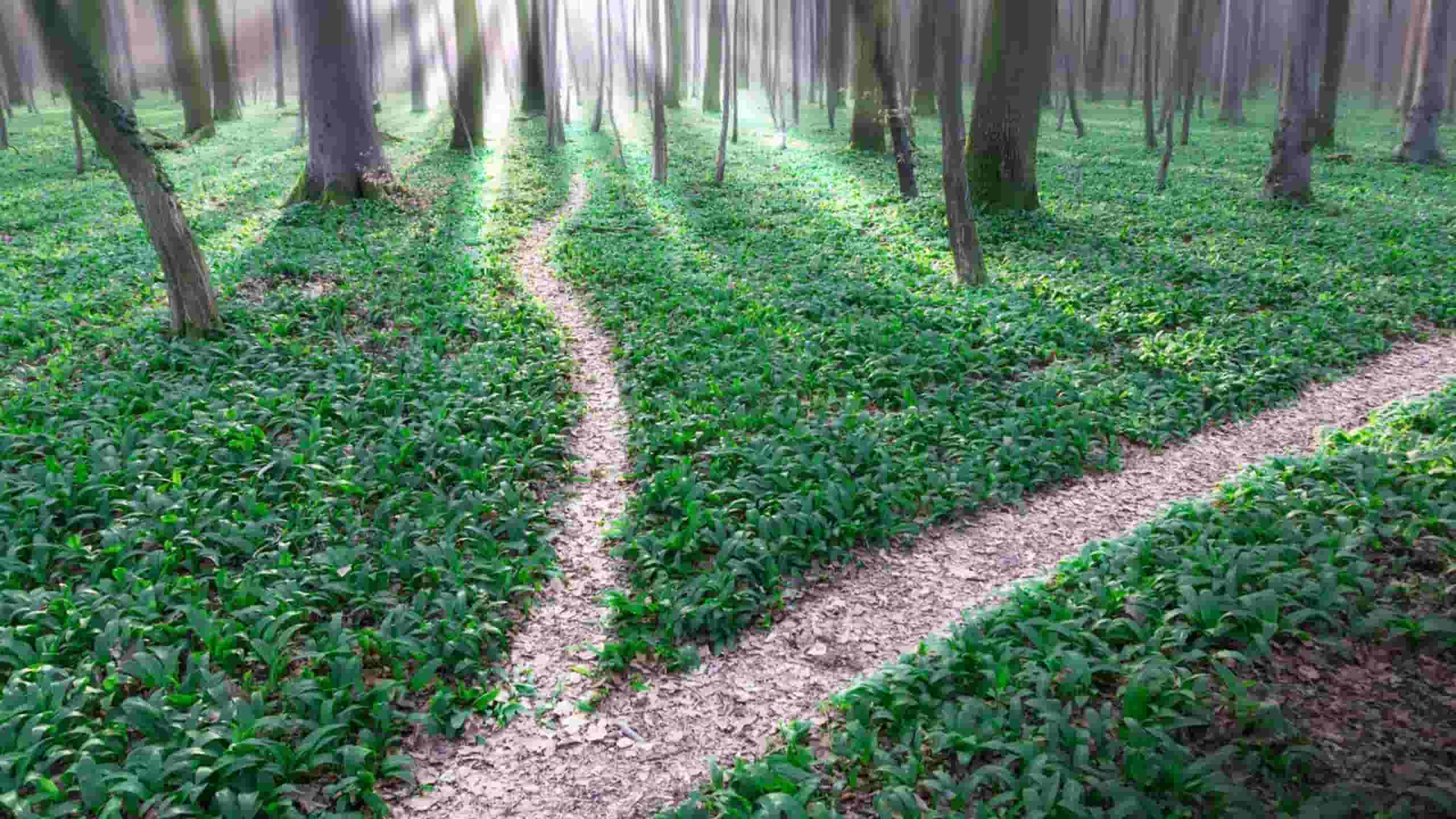 Pesan penerbangan dari Denpasar ke Timor Leste