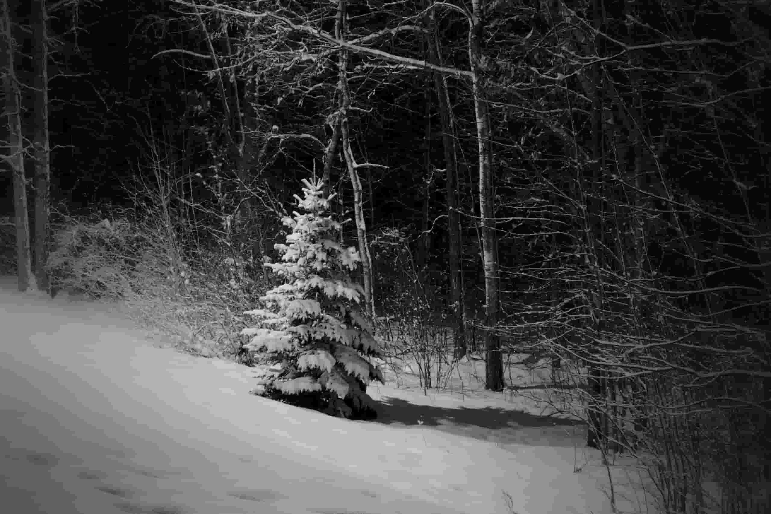 Find cheap flights to Bemidji