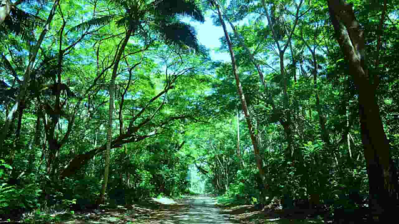 Find cheap flights to Cicia