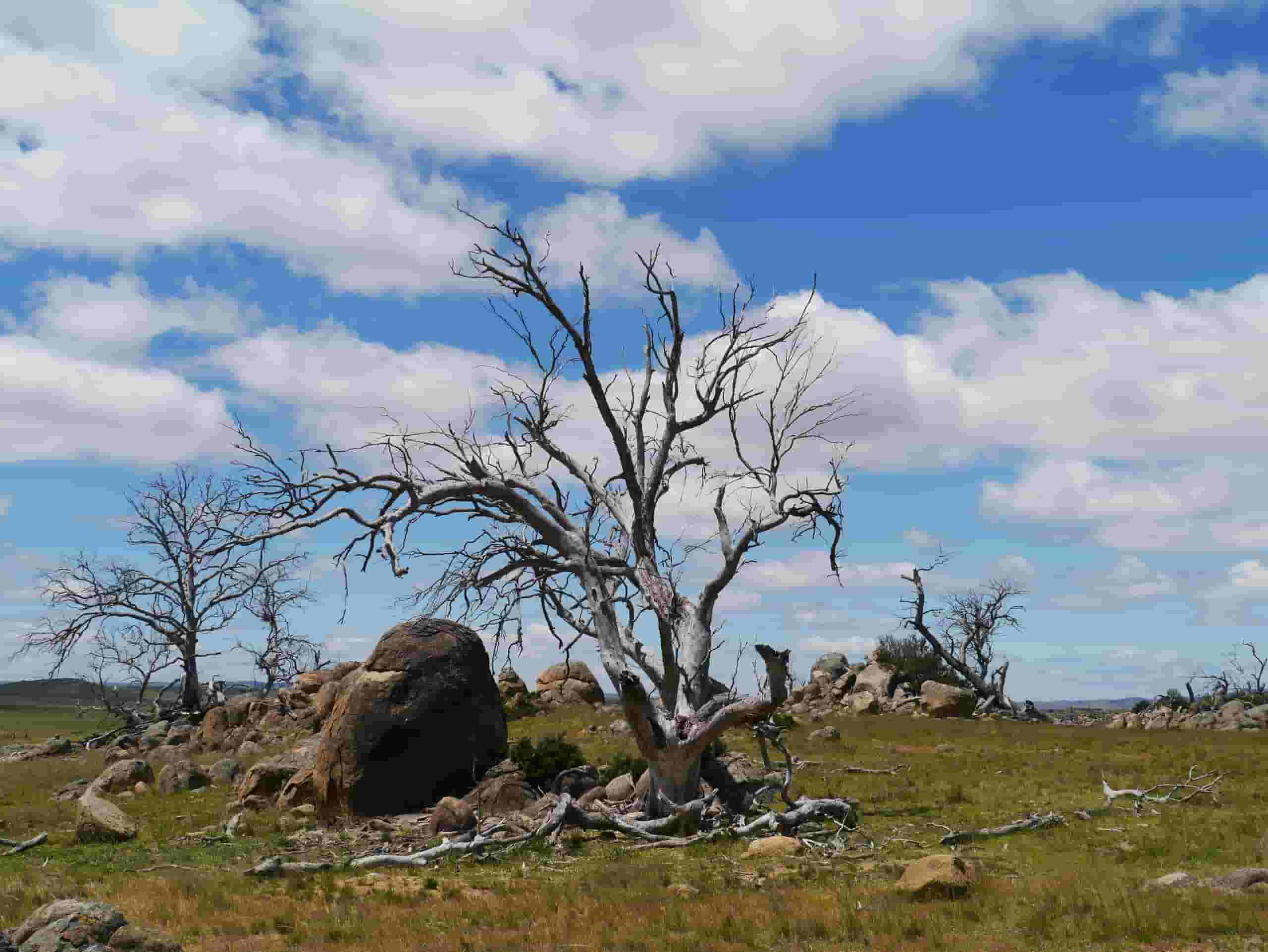 Find cheap flights to Cooma