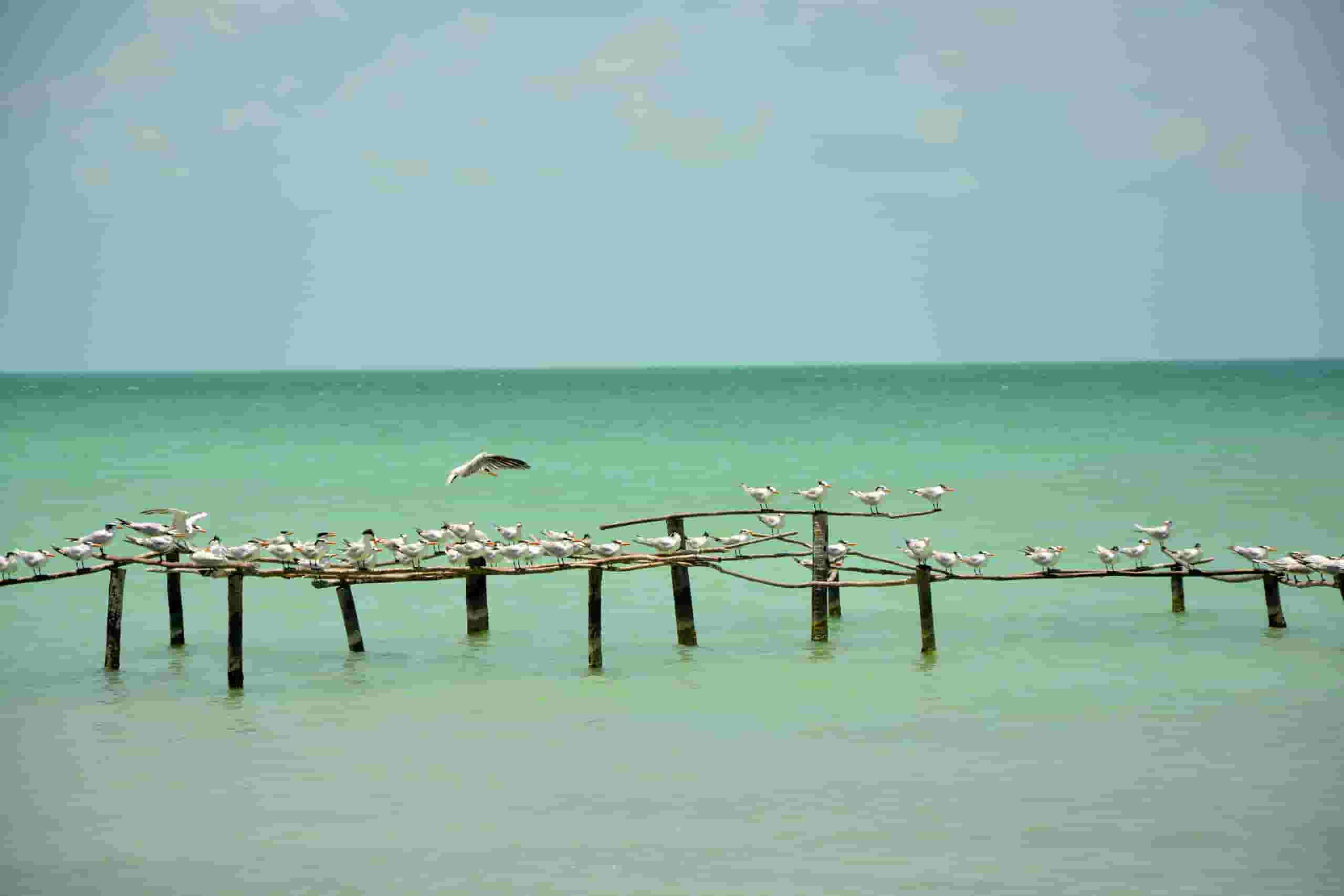 Find cheap flights to Corozal, Sucre