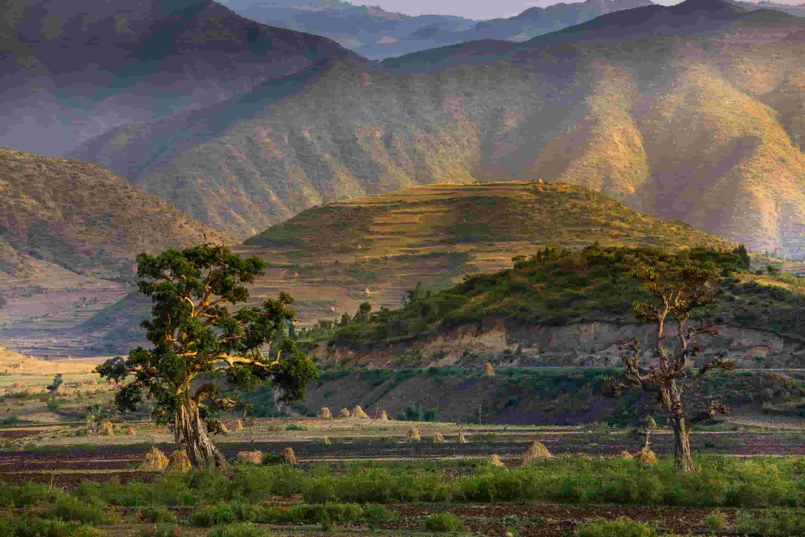 Keressen olcsó repülőjegyeket to Dessie