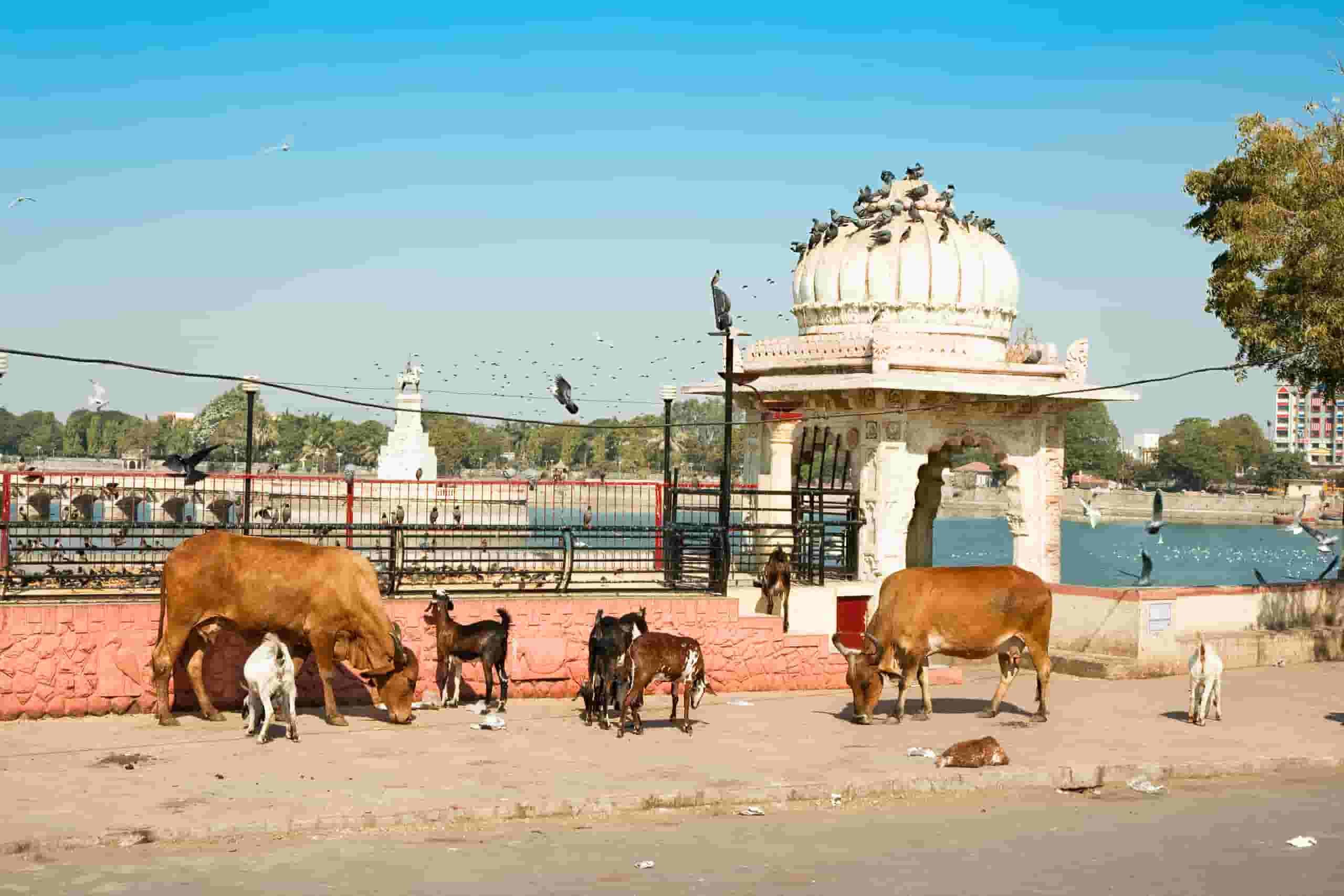 Trova voli economici a Jamnagar
