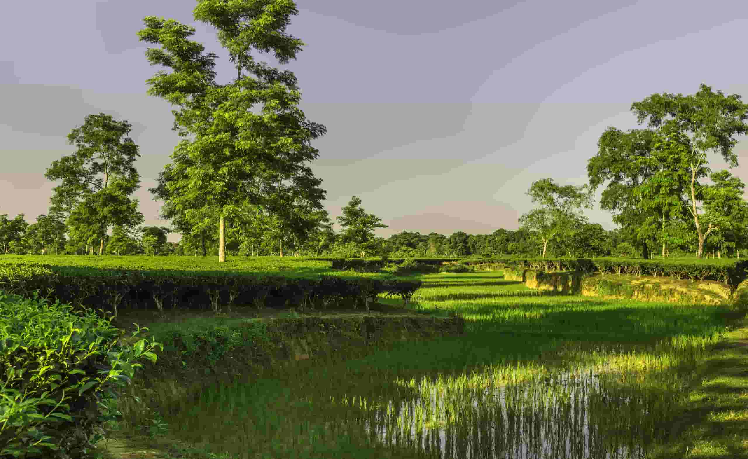 Encontre voos baratos para Jorhat