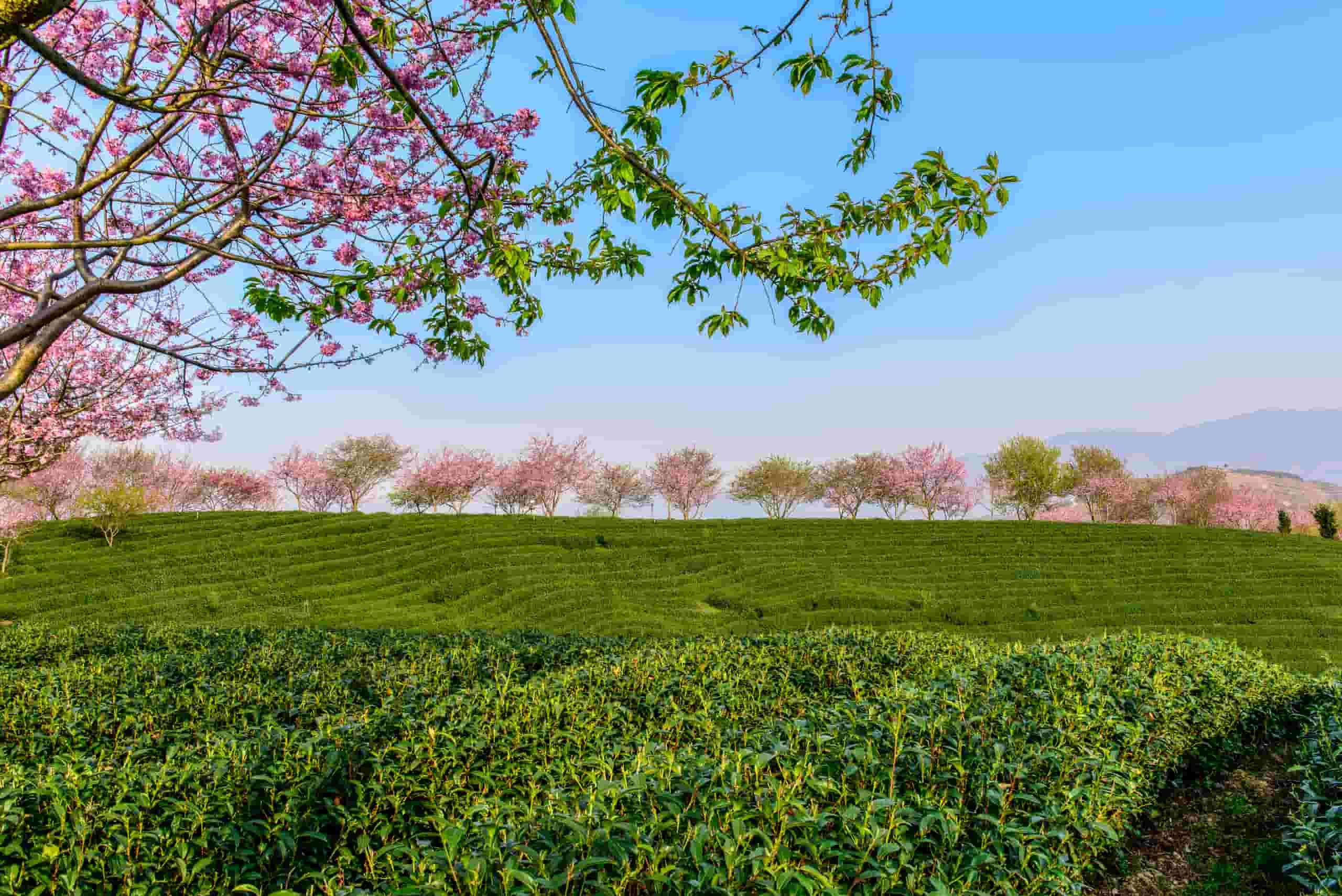 Noleggio auto economico a Longyan, Cina