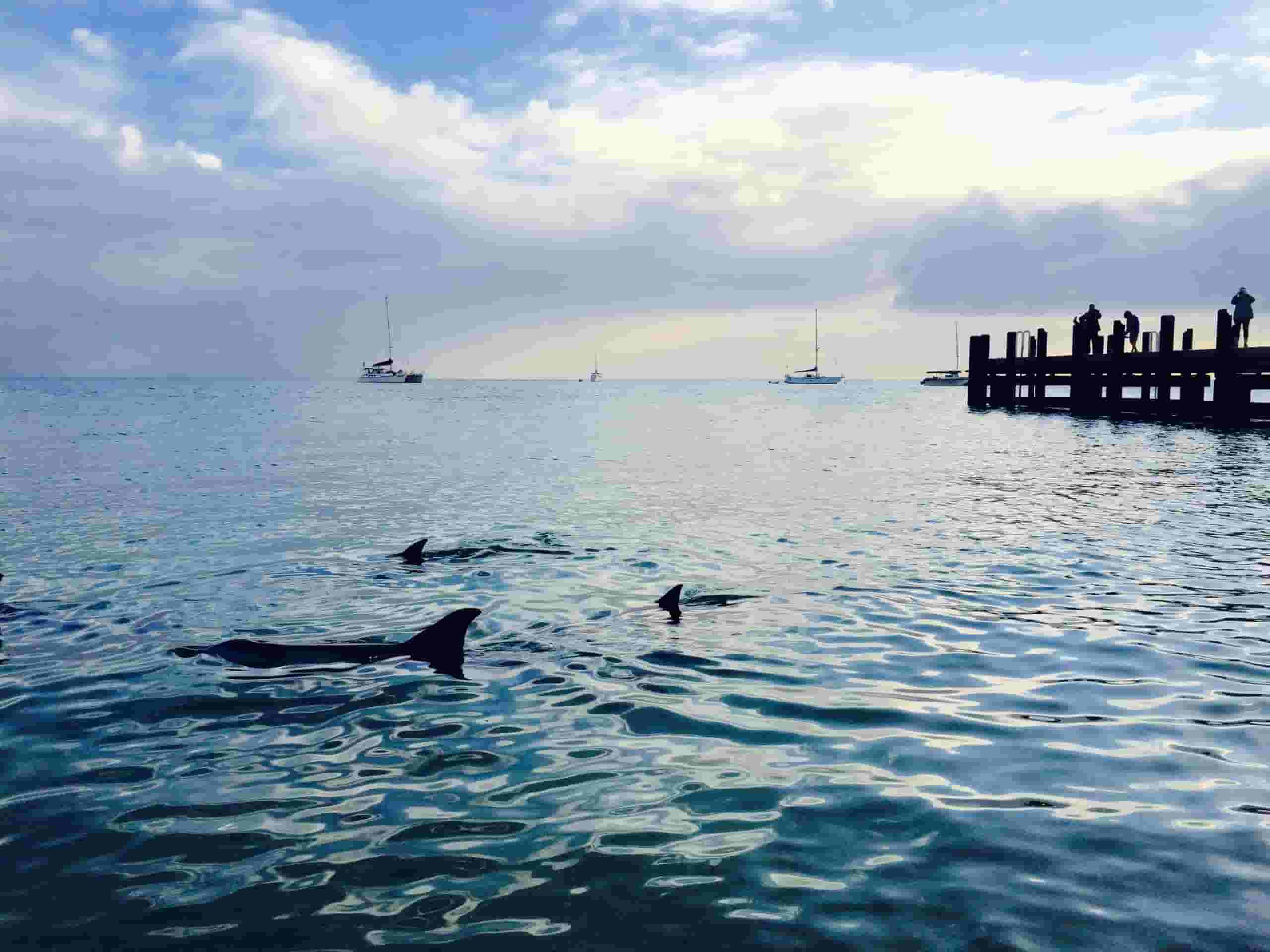 Find cheap flights to Monkey Mia