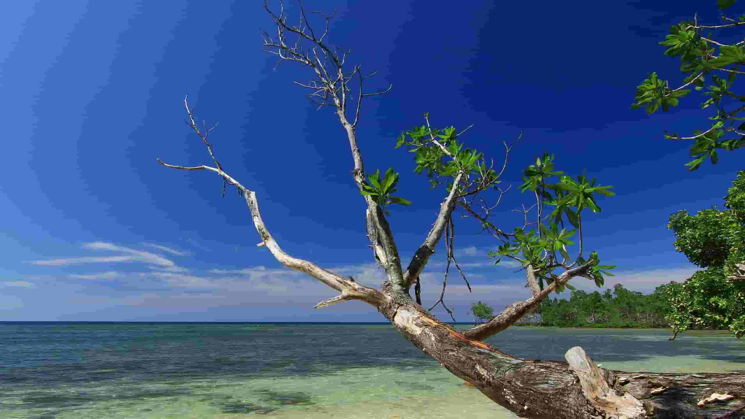 Pronađite jeftine letove to Nabire Regency