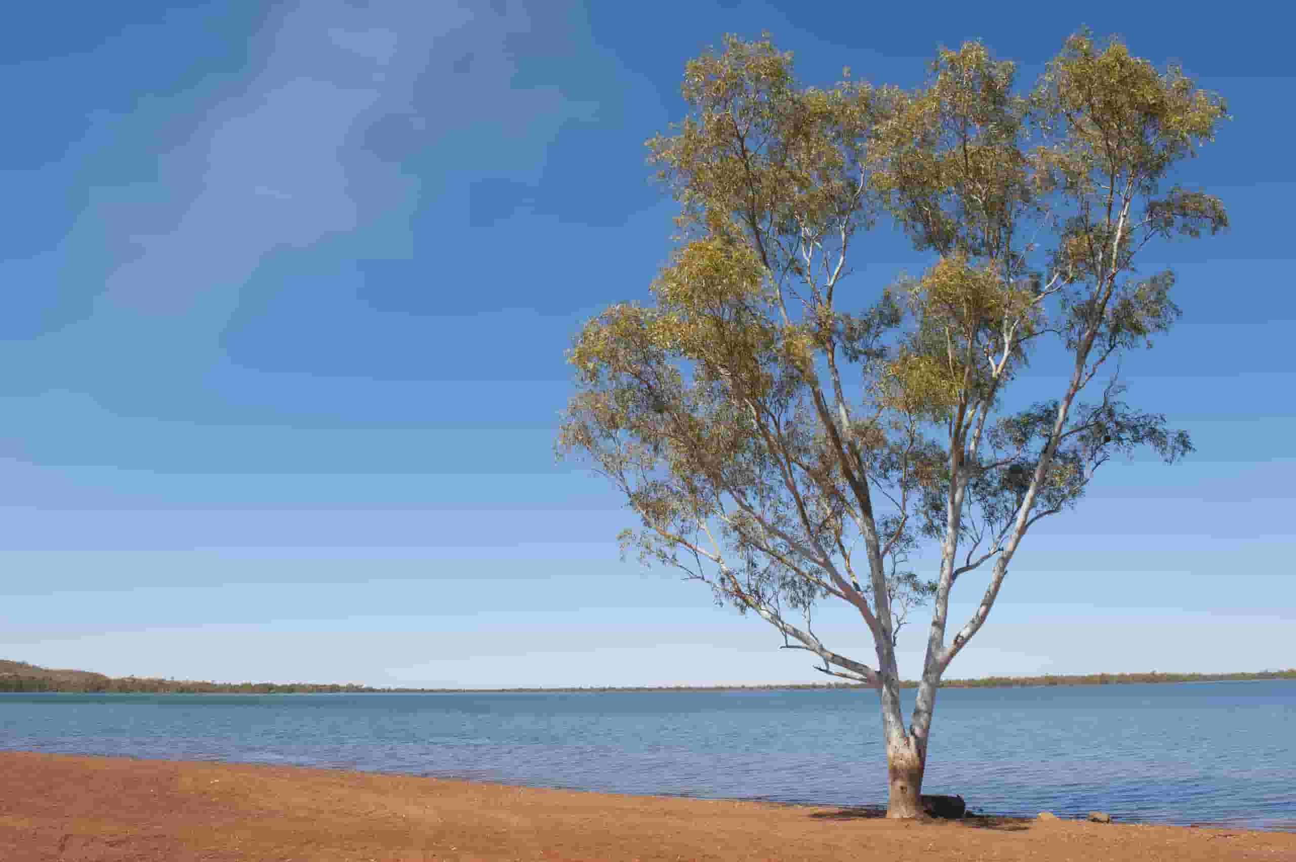 Find cheap flights to Newman