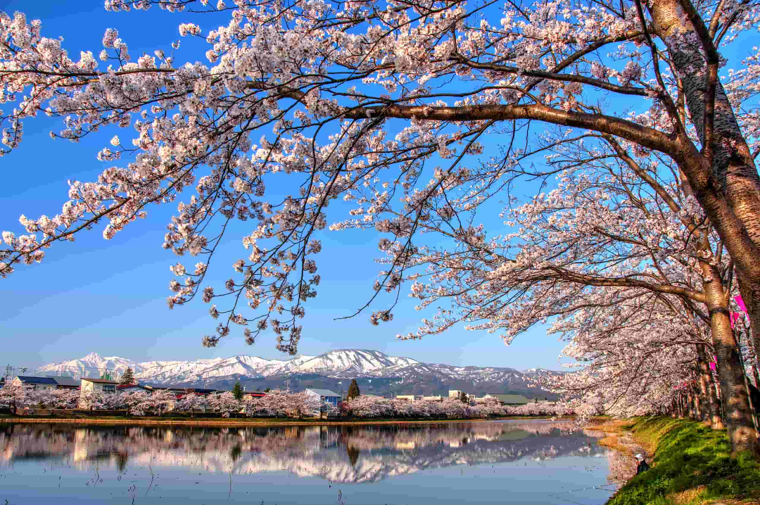 Trova voli economici to Niigata