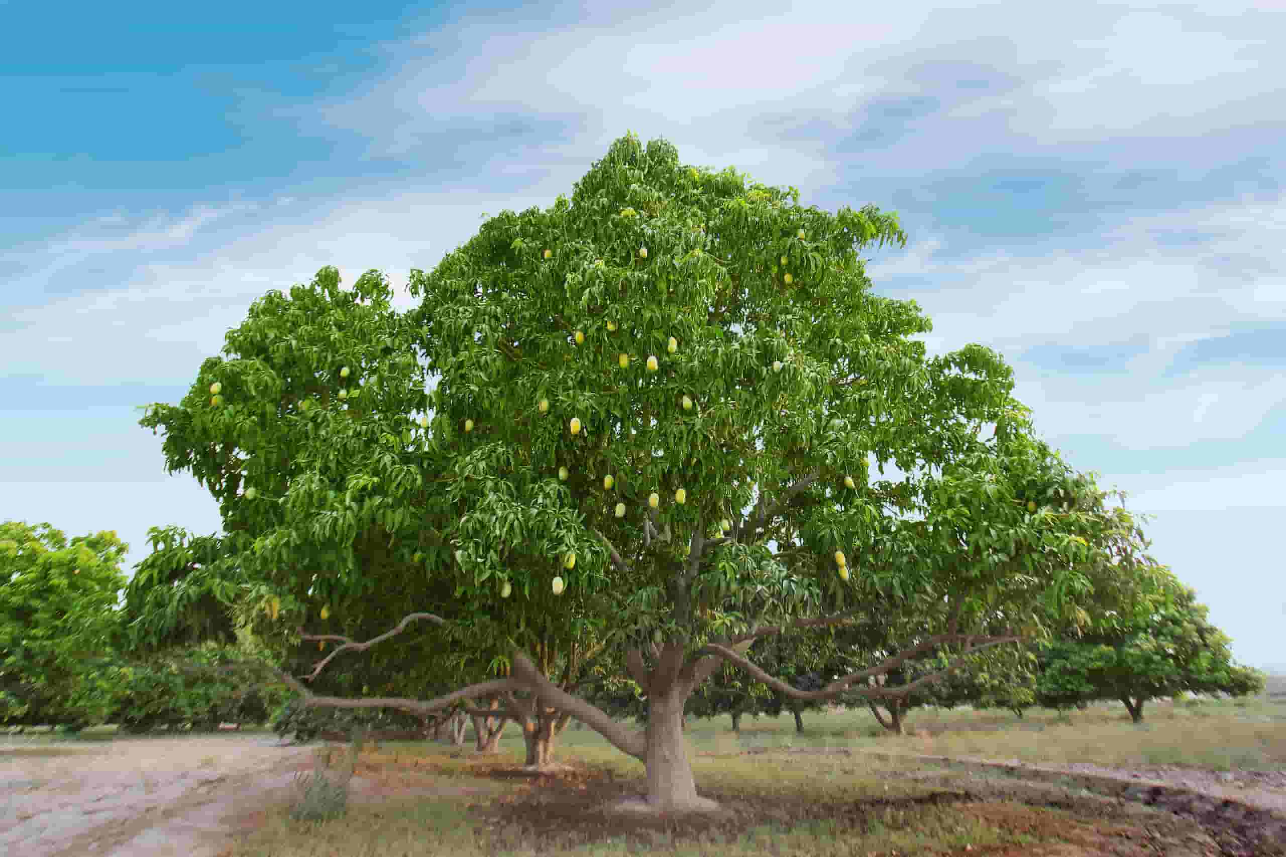 Finden Sie günstige Flüge to Rahim Yar Khan