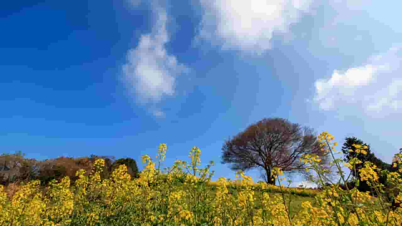 Trova voli economici to Saga