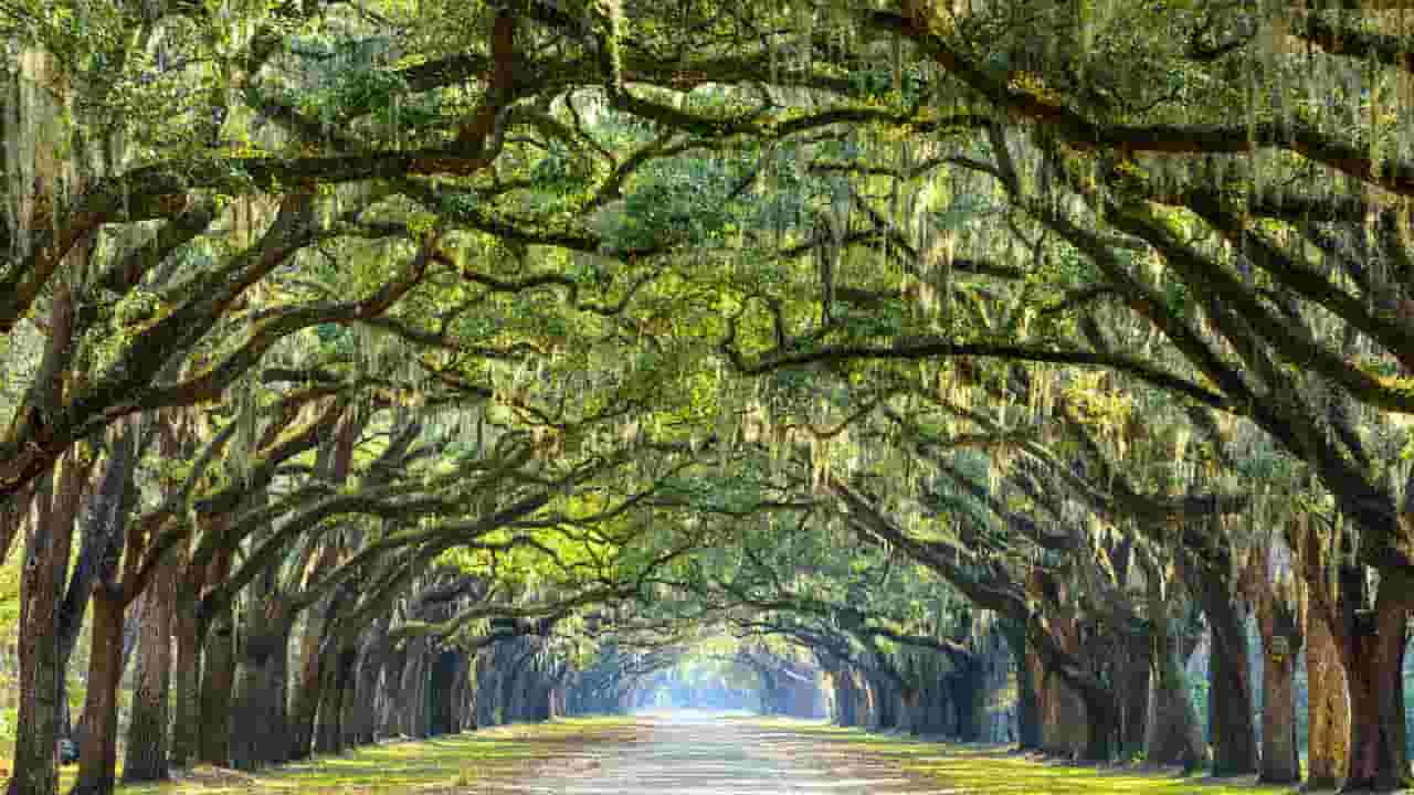 Find cheap flights to Savannah from $65