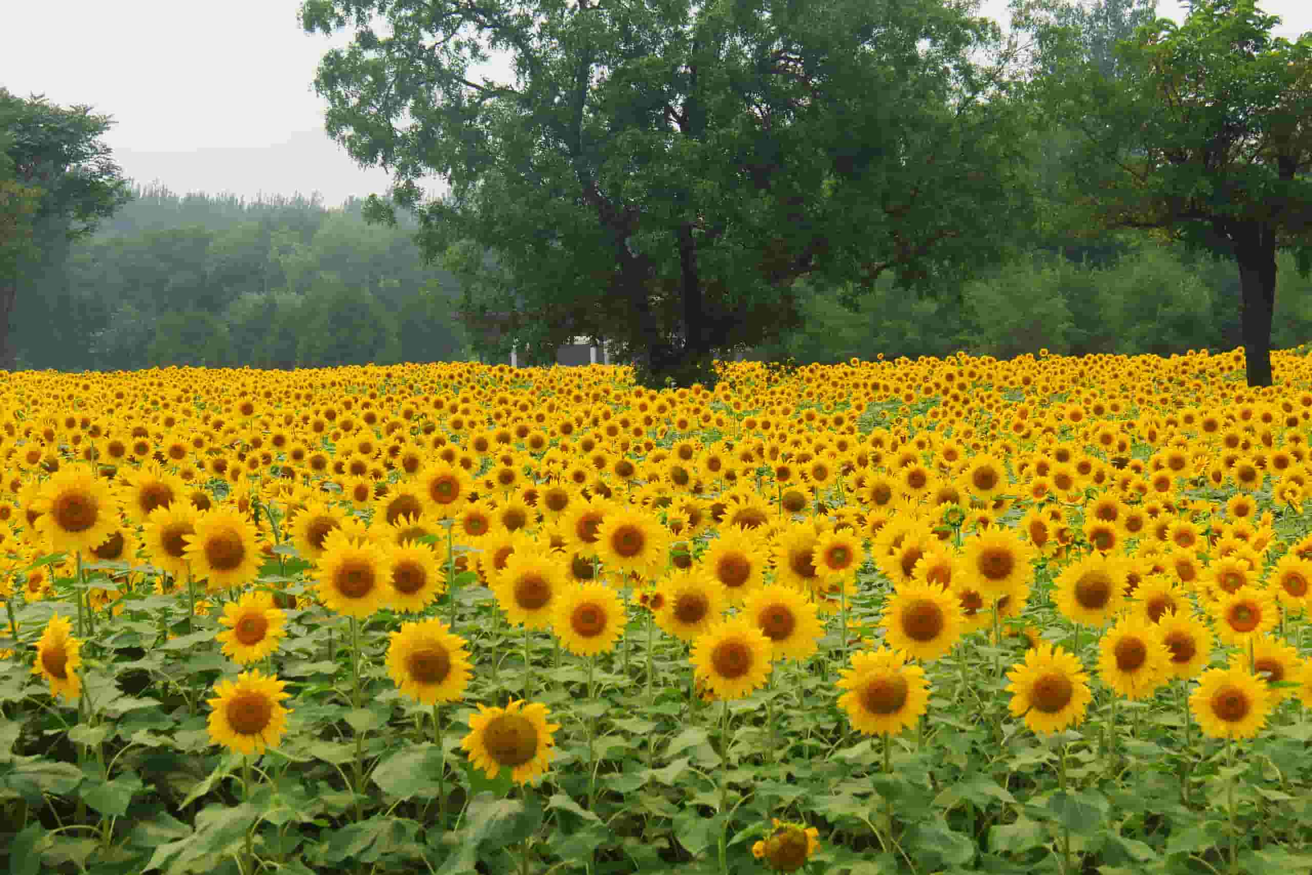 Find billige flybilletter to Xiangyang