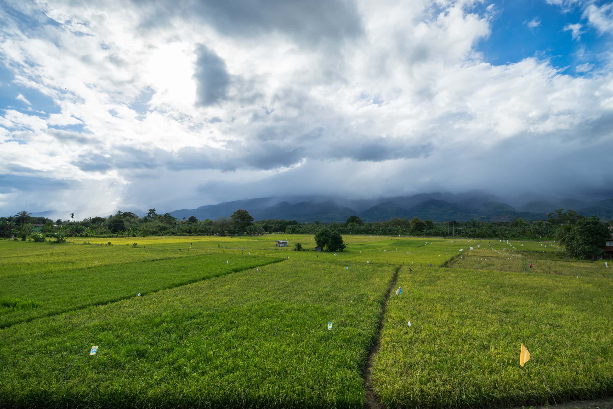Vuelos baratos de Kuching a Bario a partir de 