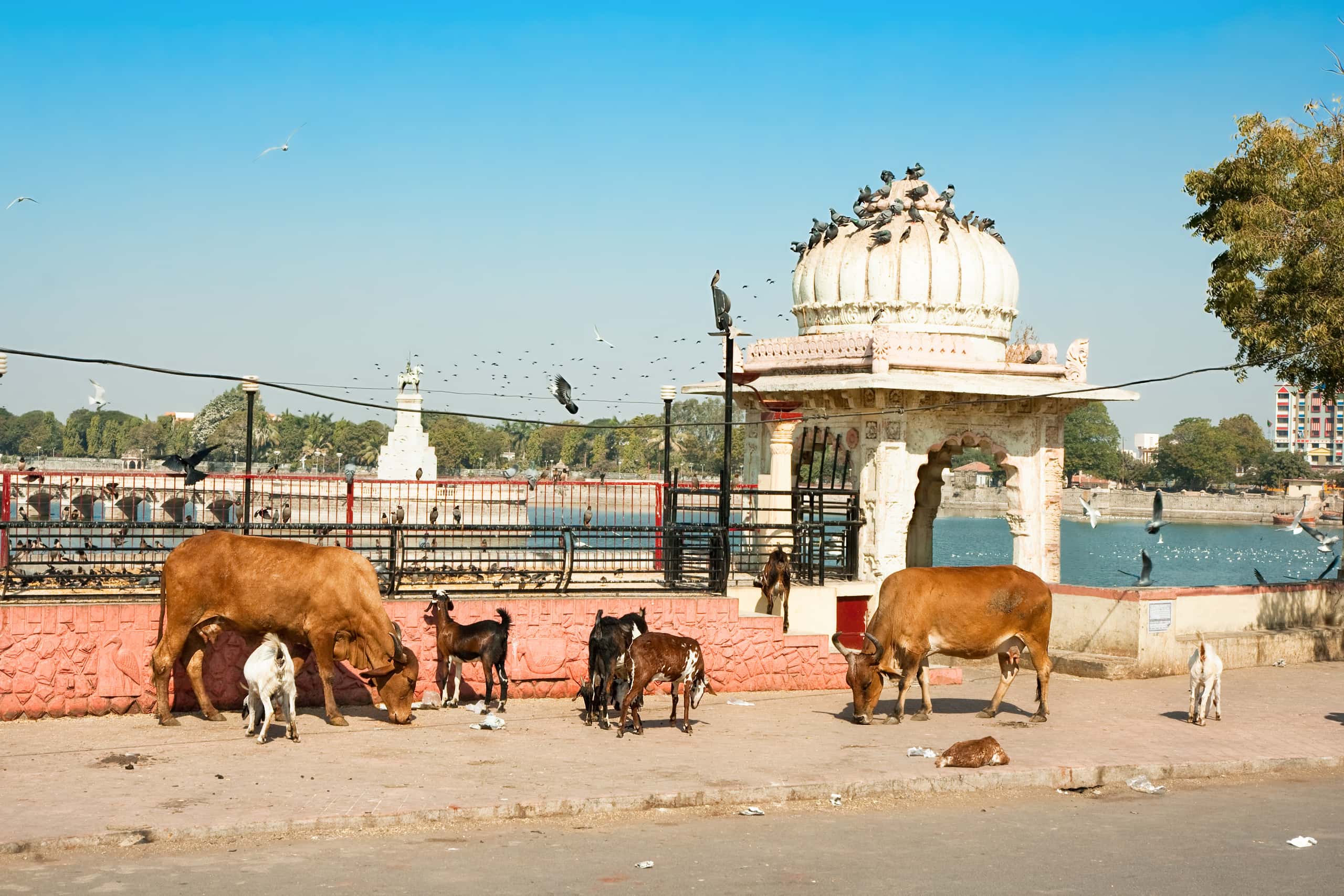 Cheap flights from Mumbai to Jamnagar from £55