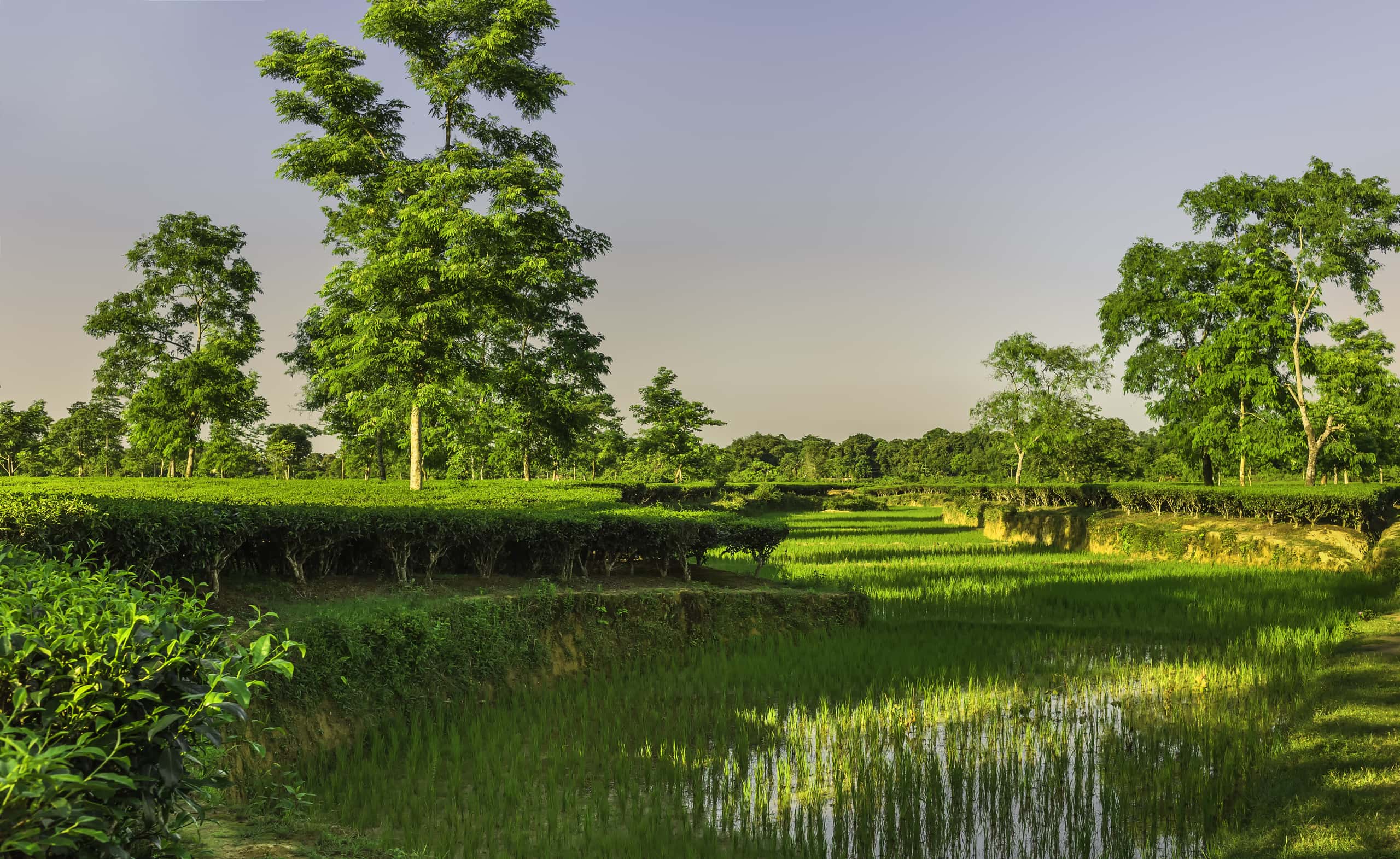 Günstige Flüge von Kolkata nach Jorhat ab 45 €