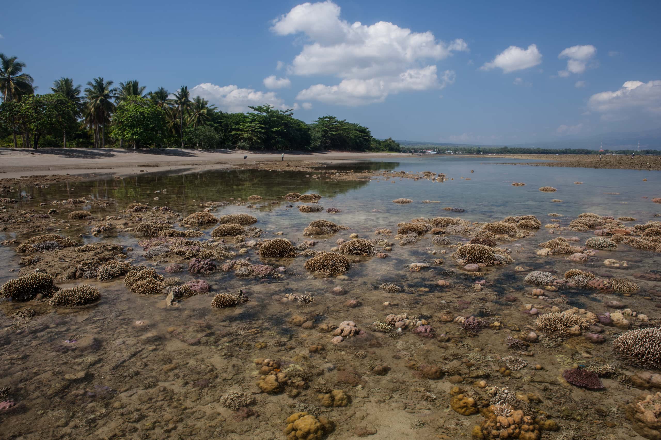 Billige flybilletter from Denpasar to Maumere fra 709 kr