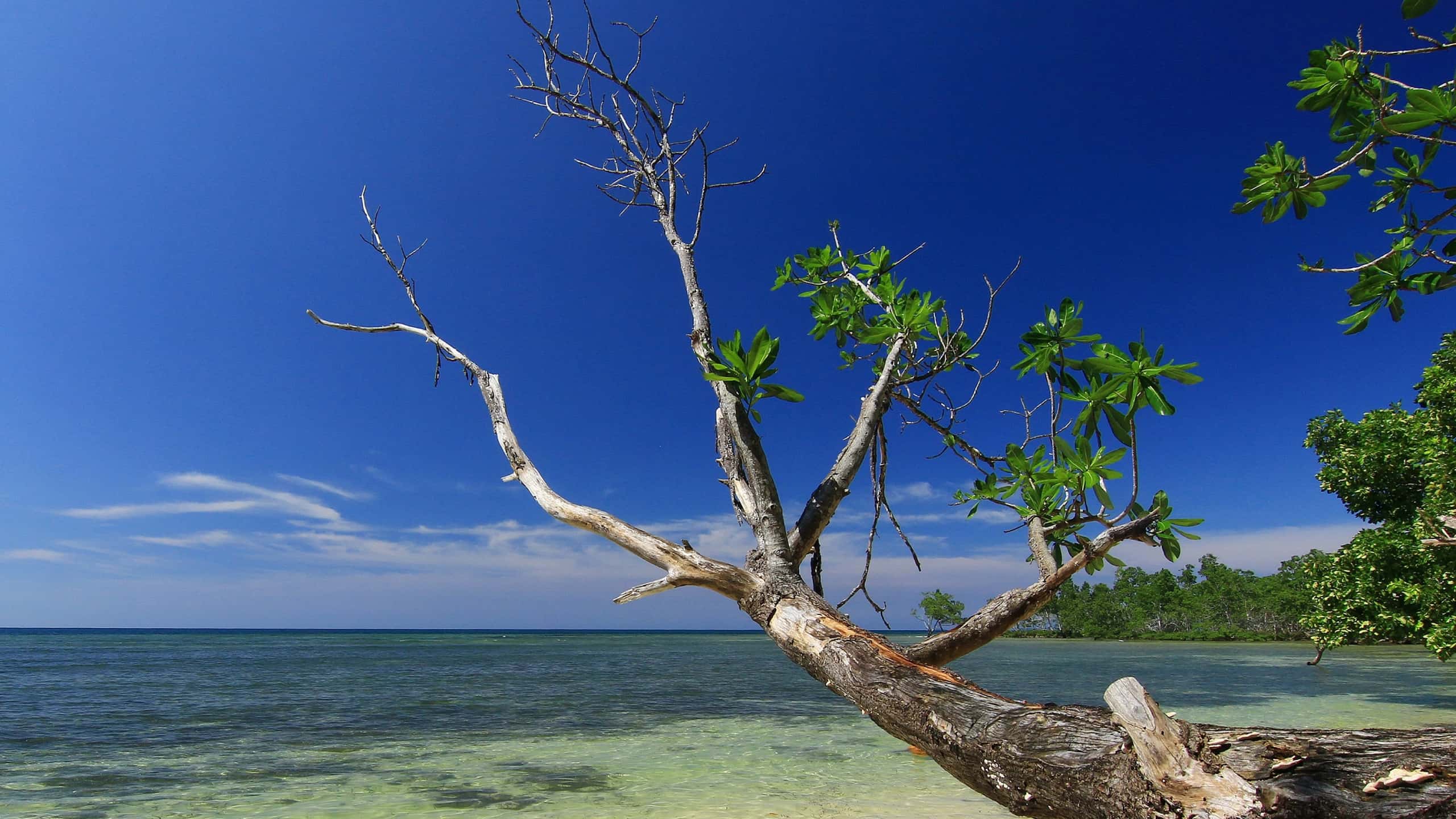 Vuelos baratos de Sorong to Nabire Regency a partir de 138 €