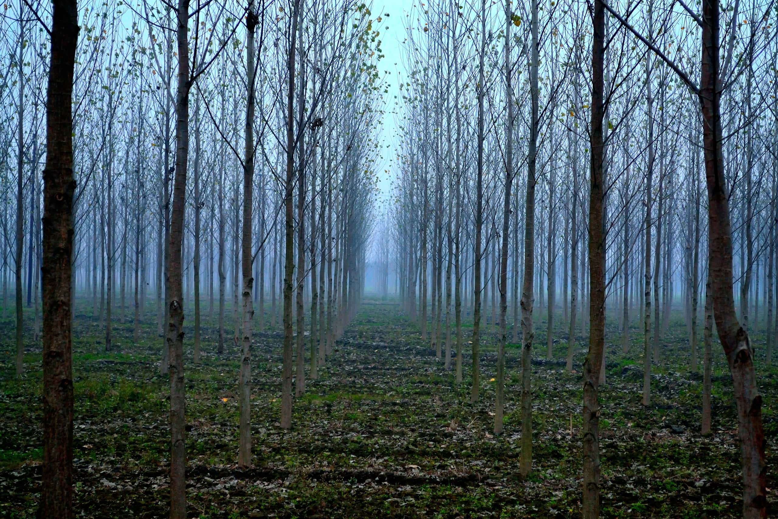 Günstige Flüge von Neu-Delhi nach Pantnagar ab 93 €