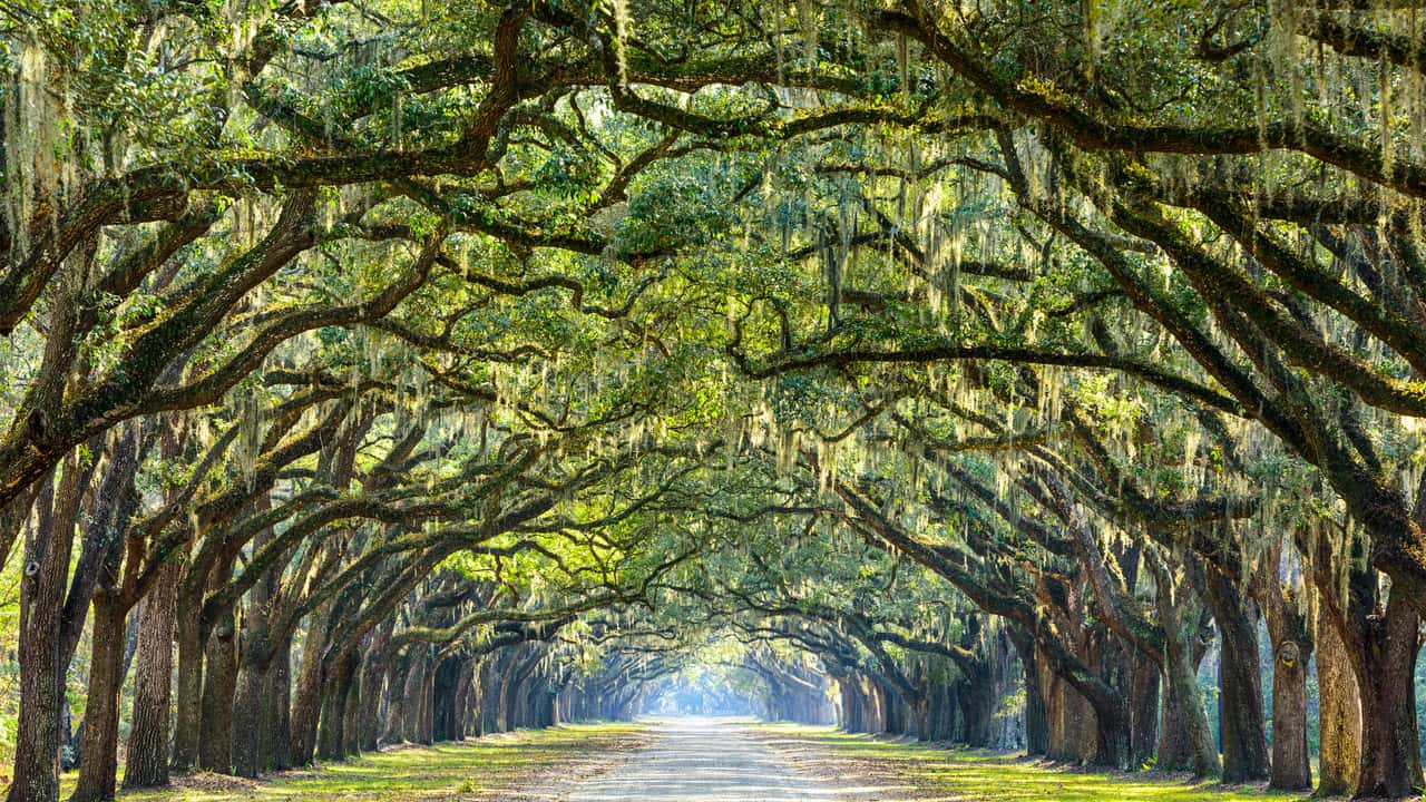 Cheap flights from Tampa to Savannah from $112