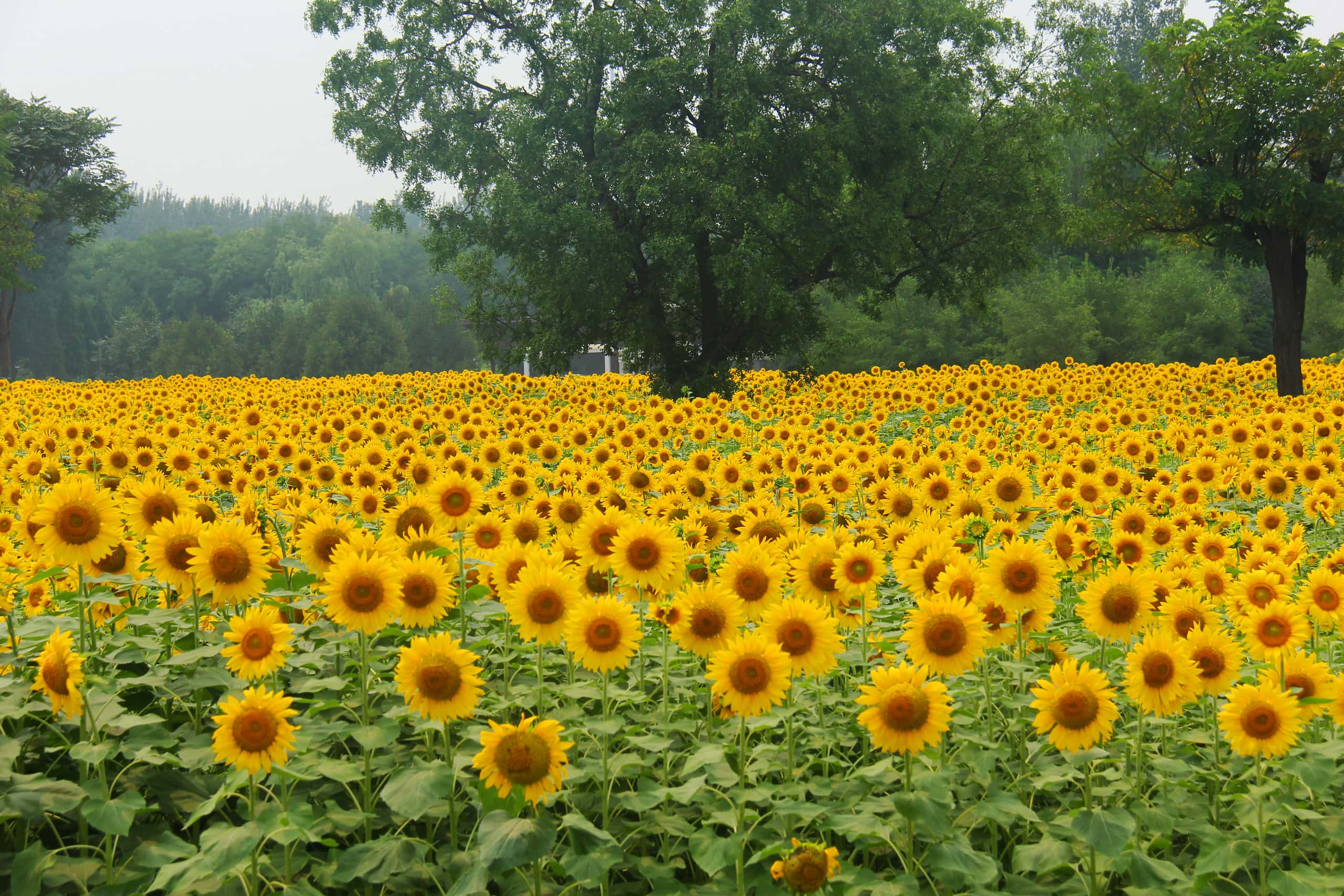 Cheap flights from Chongqing to Xiangyang from $370