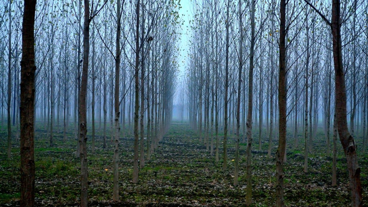 بنتناغار, الهند