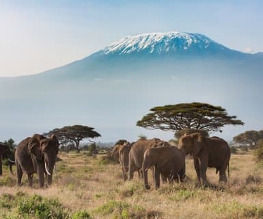 ,  - Amboseli National Park