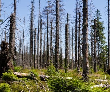 Νήσος Νόρφολκ
