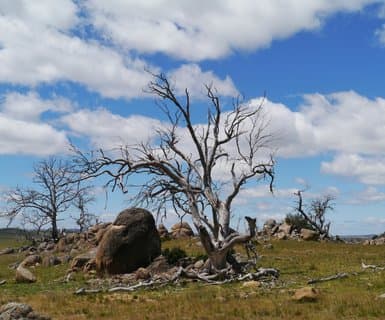 Cooma