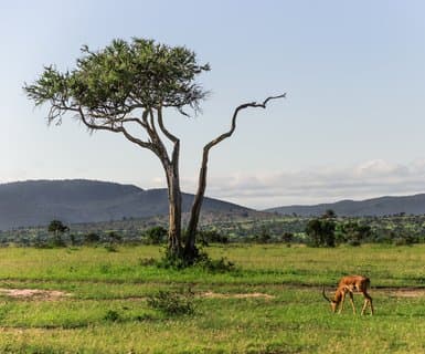  ,  - Maasai Mara