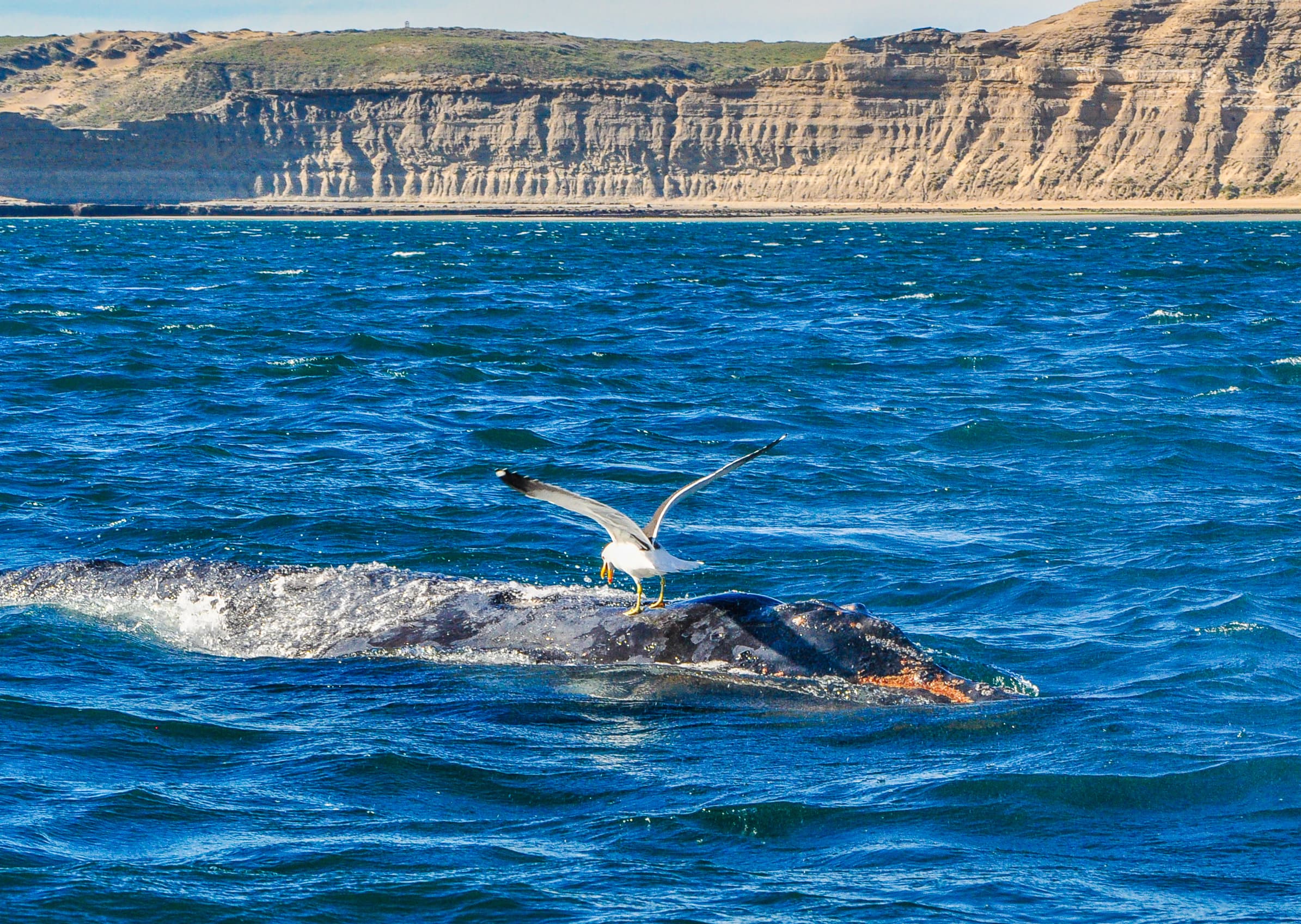Voli low cost a Chubut, Argentina