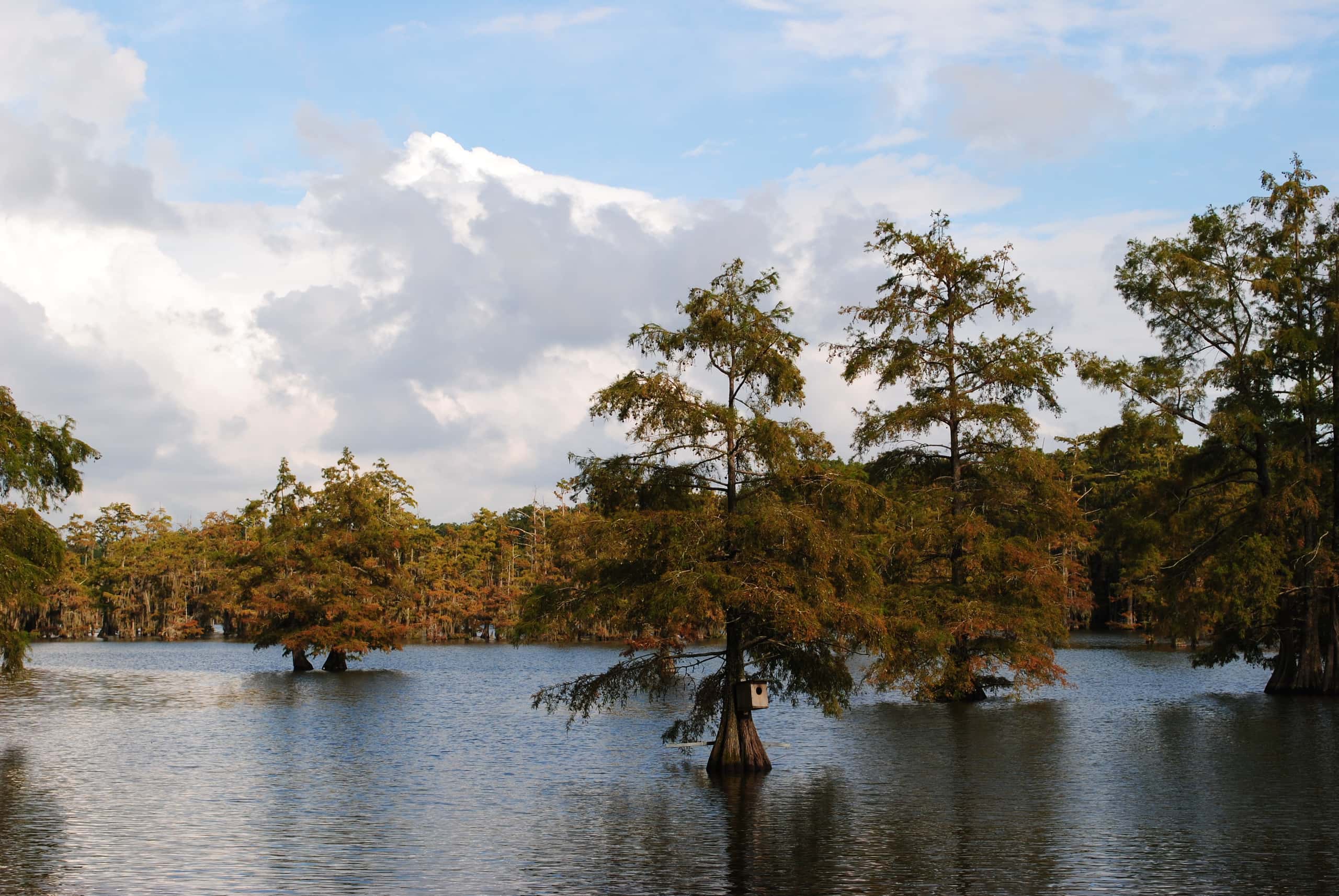 Cheap flights from Cancún to Monroe from