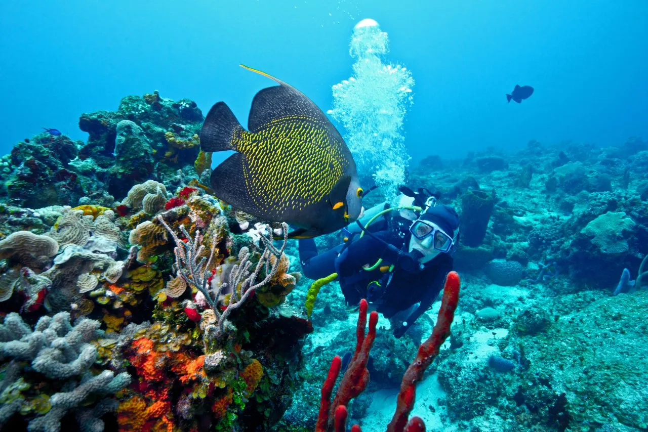 A french angelfish meets a scuba diver