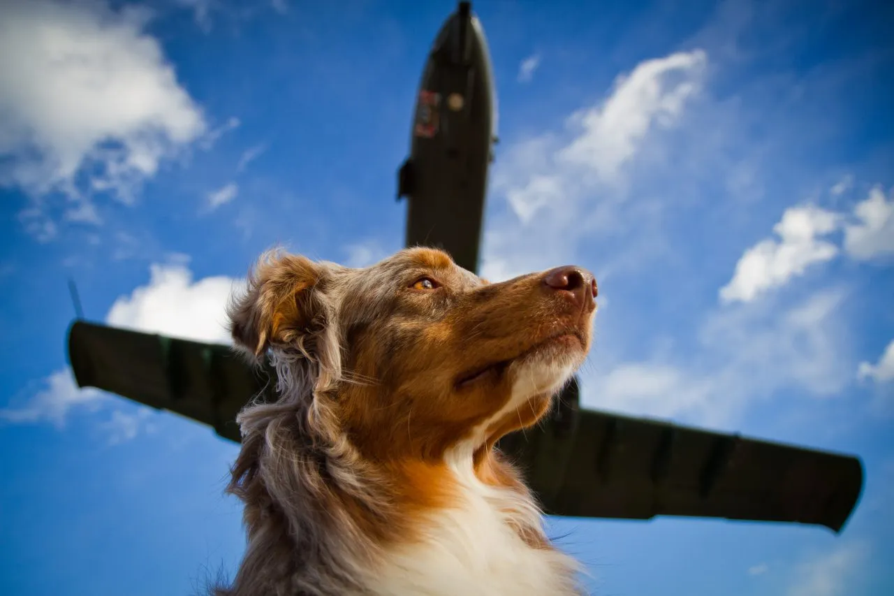 Dog with jet overhead, plane, sky