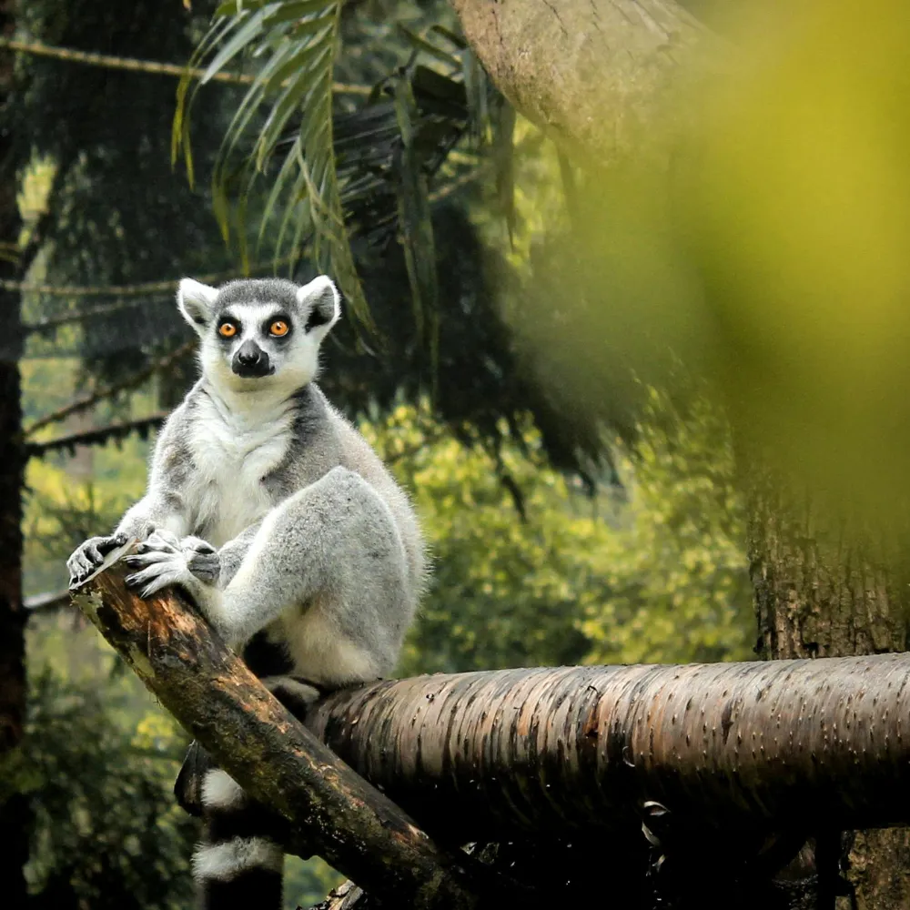 Unique Madagascar Will Blow Your Mind