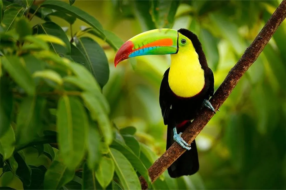 Keel-billed toucan in Costa Rican jungle — Shutterstock