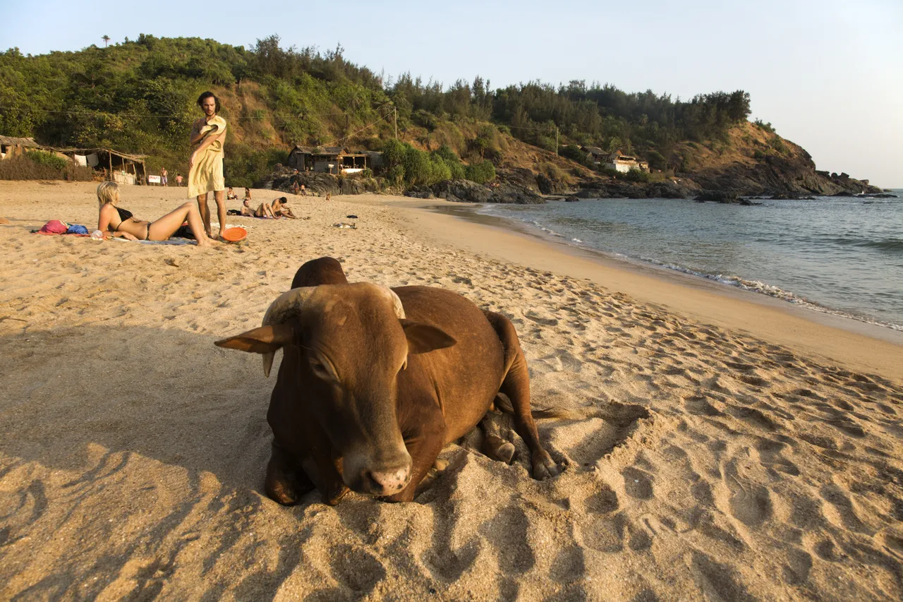 cow in Gokarna, Karnataka, India