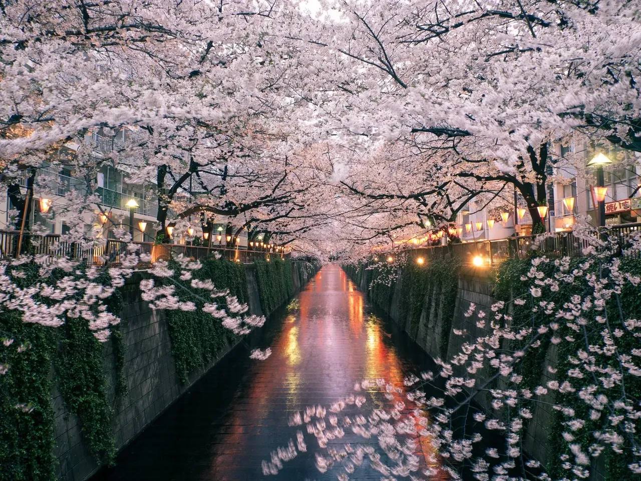 Alee din Tokyo cu cireșo înfloriți