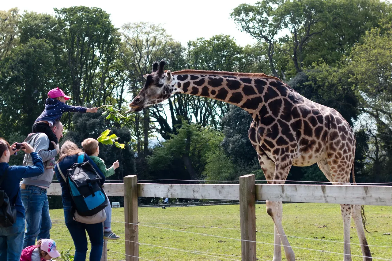 The park features some of the rarest creatures on the planet — D. Ribeiro / Shutterstock cork airport
