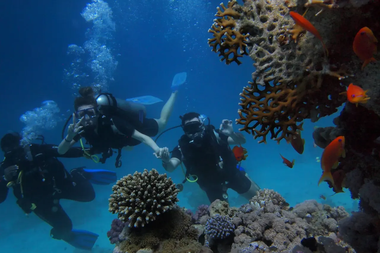 Un grupo de buzos explora increíbles formaciones coralinas en las aguas cristalinas del Mar Rojo, Egipto.