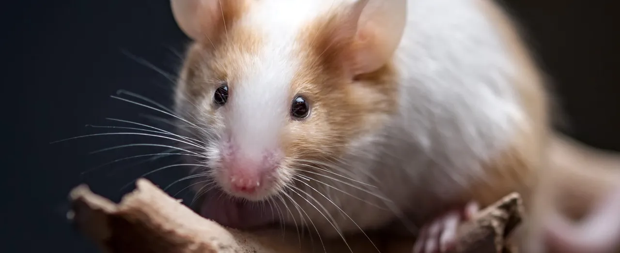 Everything You Need To Know About Flying With Exotic Pets