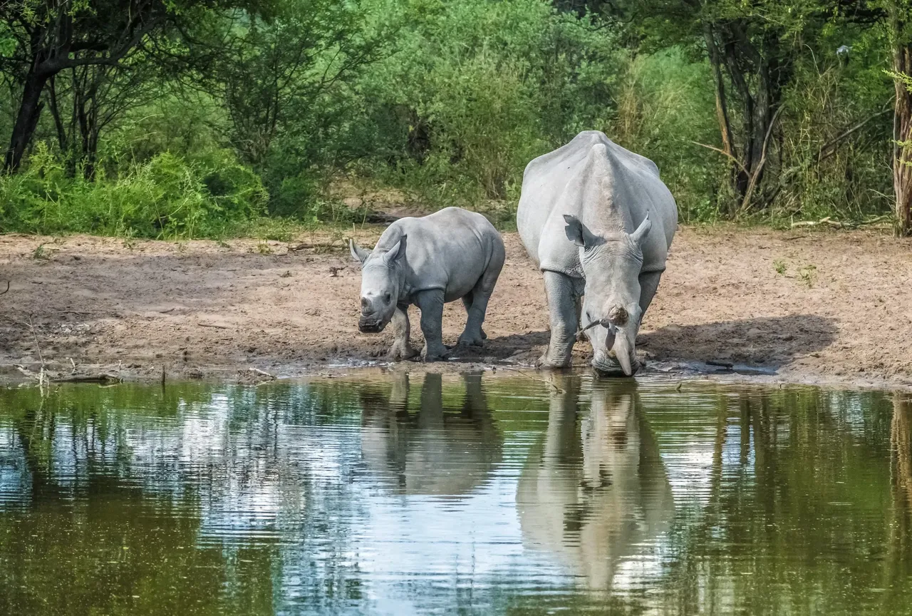Botswana used to be a favoured spot for people on safari — Shutterstock
