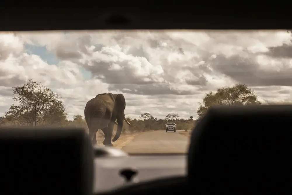 Con más de dos millones de hectáreas de extensión, el Kruger presume de ser un territorio con una inigualable diversidad de formas de vida — Alba Muñoz A veces la mejor manera de ver animales es ir a lo salvaje Kruger
