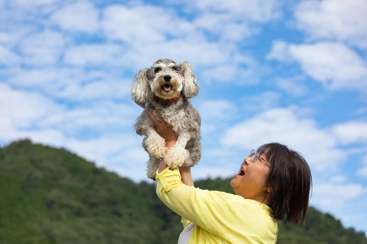 Cute dog enjoying flying with his owner