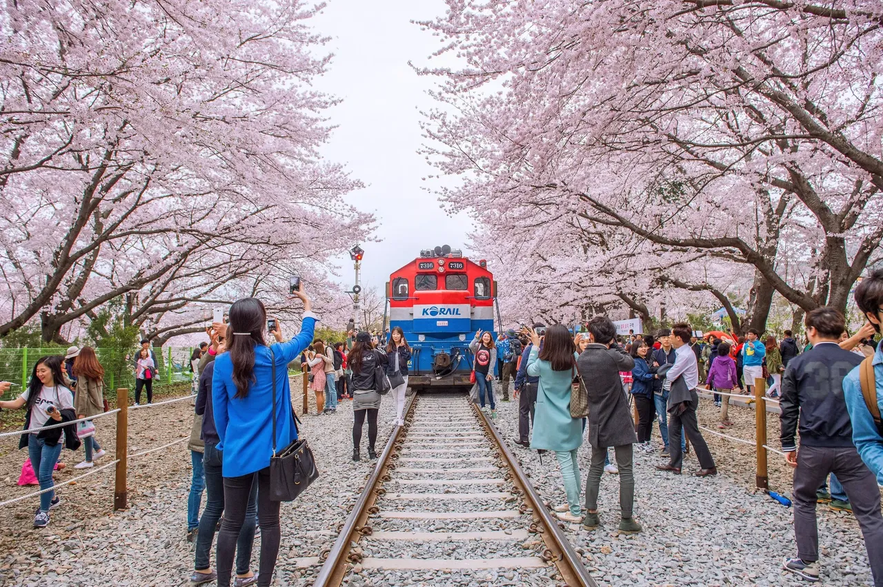 Even the railroads become attractions during cherry blossom season in Jinhae – Guitar photographer / Shutterstock cherry blossom festival sakura hanami
