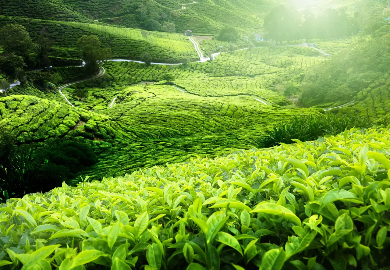 Not only are the mountainsides stunning, covered in their lush, green harvest, but visitors can see the modern-day side of tea production — Shutterstock Malaysia