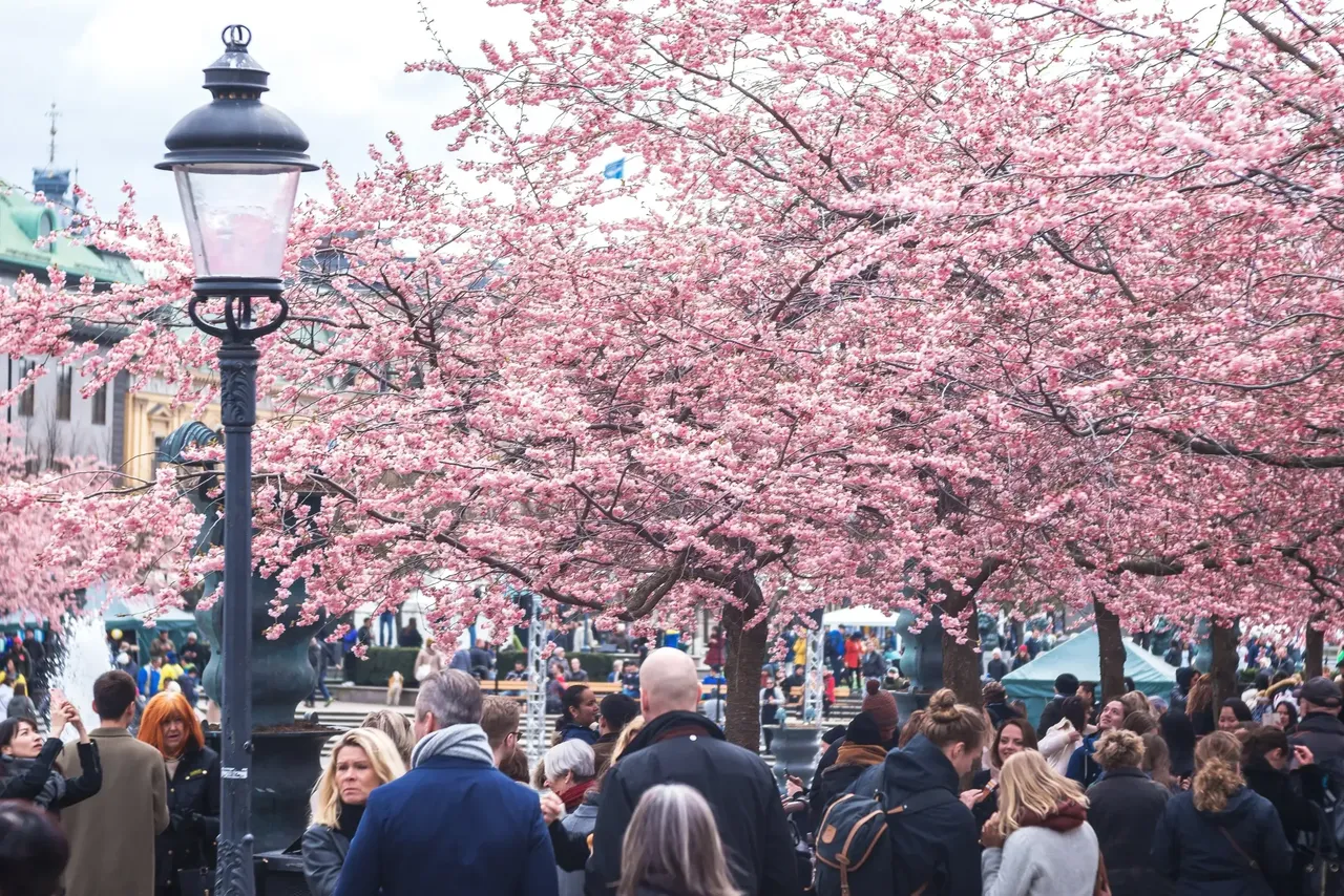 Celebrating the blossom has become a new Swedish tradition – Stefan Holm / Shutterstock cherry blossom festival sakura hanami