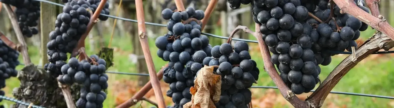 The best underrated wine destinations in the world