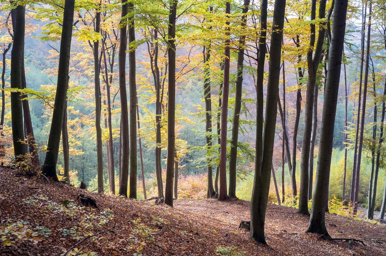 Árboles en los colores del otoño, en los Bosques de Viena que rodean la ciudad