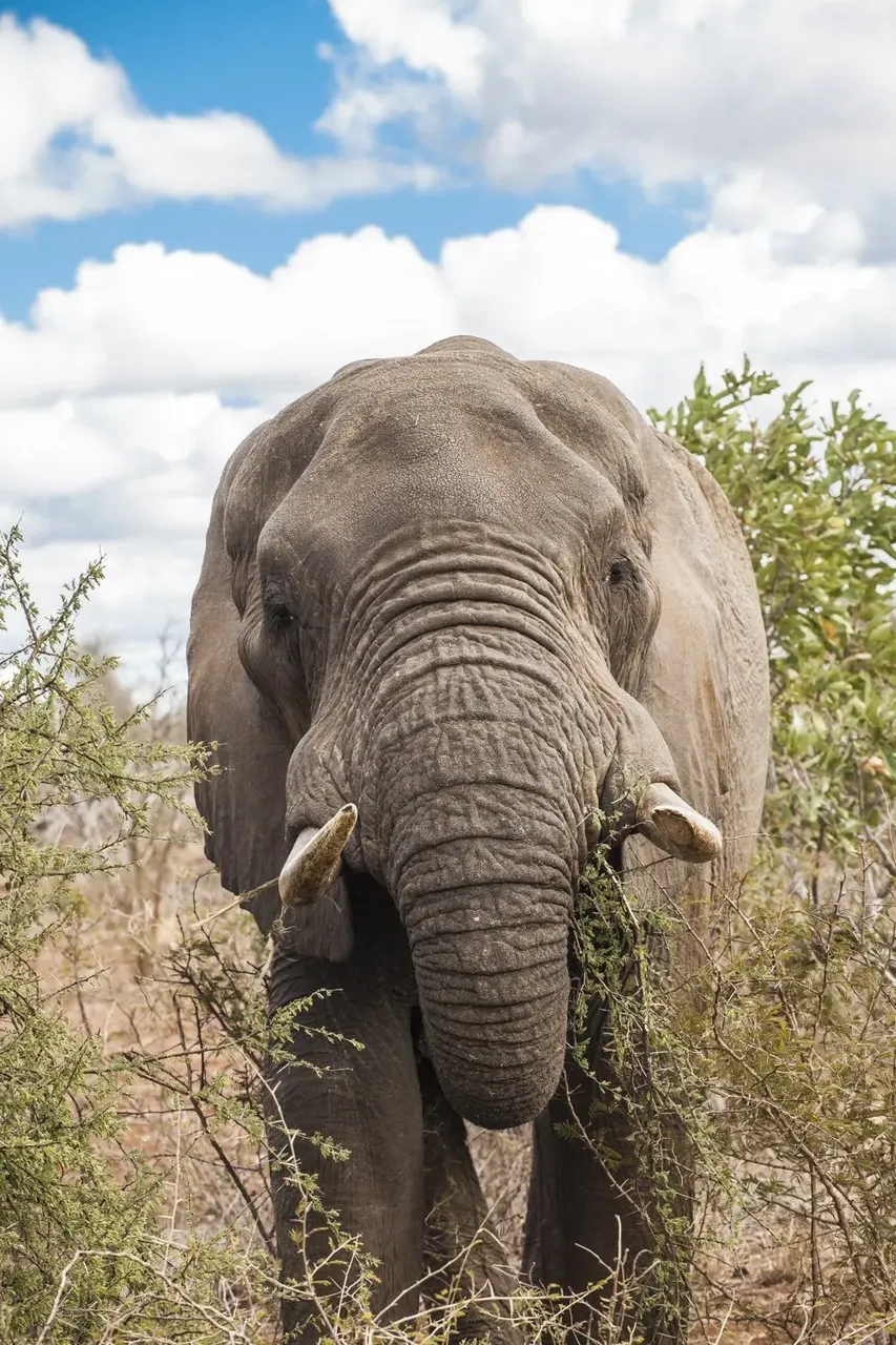 Las brasas de las barbacoas se apagaban. De pronto oímos un ruido. Nos acercamos a la valla poco a poco y desde la penumbra surgió un elefante — Alba Muñoz A veces la mejor manera de ver animales es ir a lo salvaje Kruger